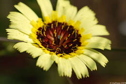 Image of umbrella milkwort