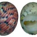 Image of four-tooth nerite