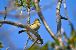 Image of Phylloscopidae