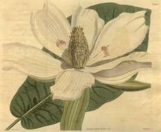 Image of Big-Leaf Magnolia