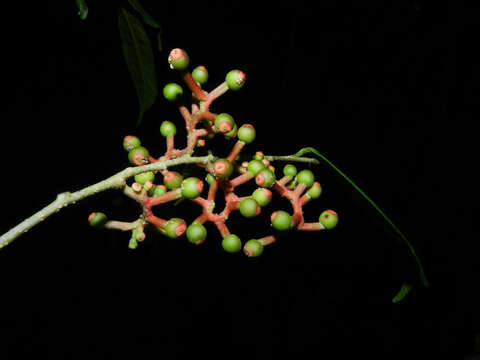 Image of Sorocea affinis Hemsl.