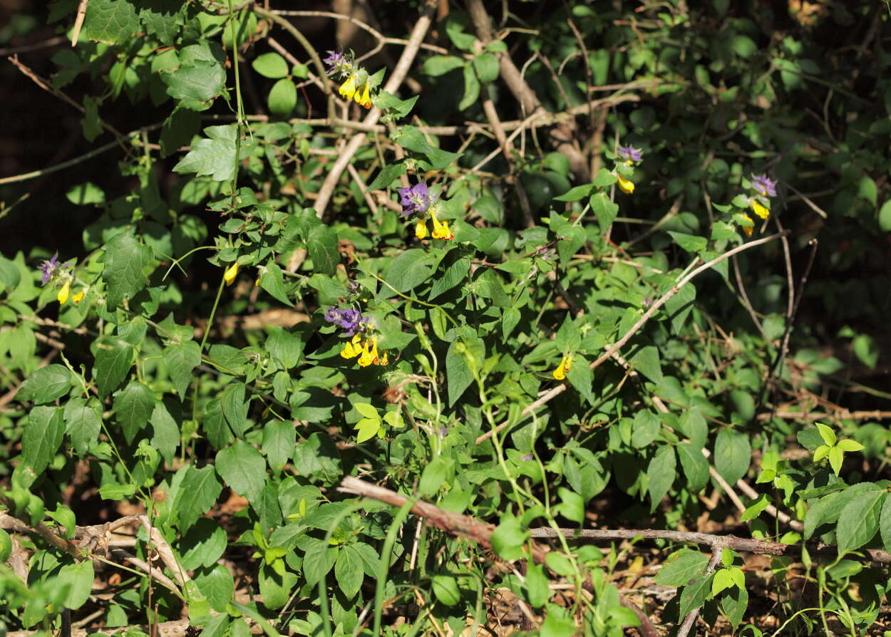 Слика од Melampyrum nemorosum L.