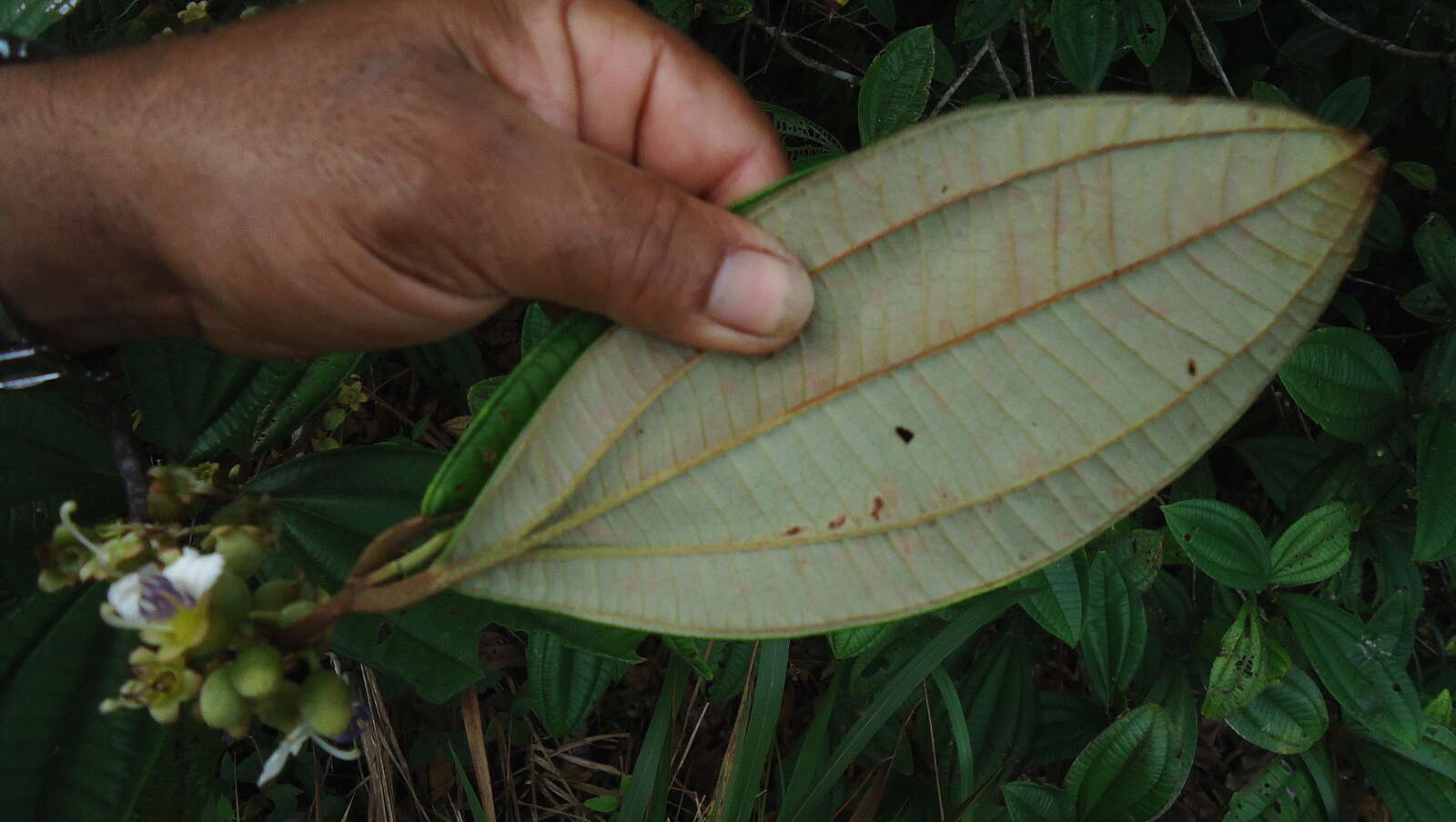 Image of Henriettea succosa (Aubl.) DC.