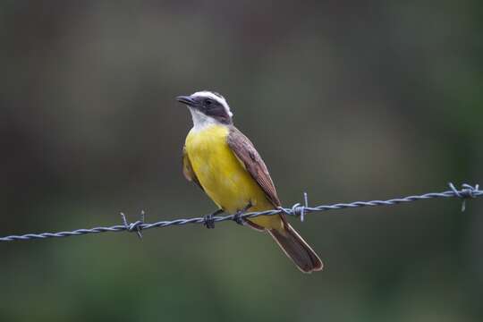 Image of Social Flycatcher