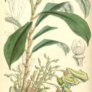 Image of Aristolochia thwaitesii Hook.