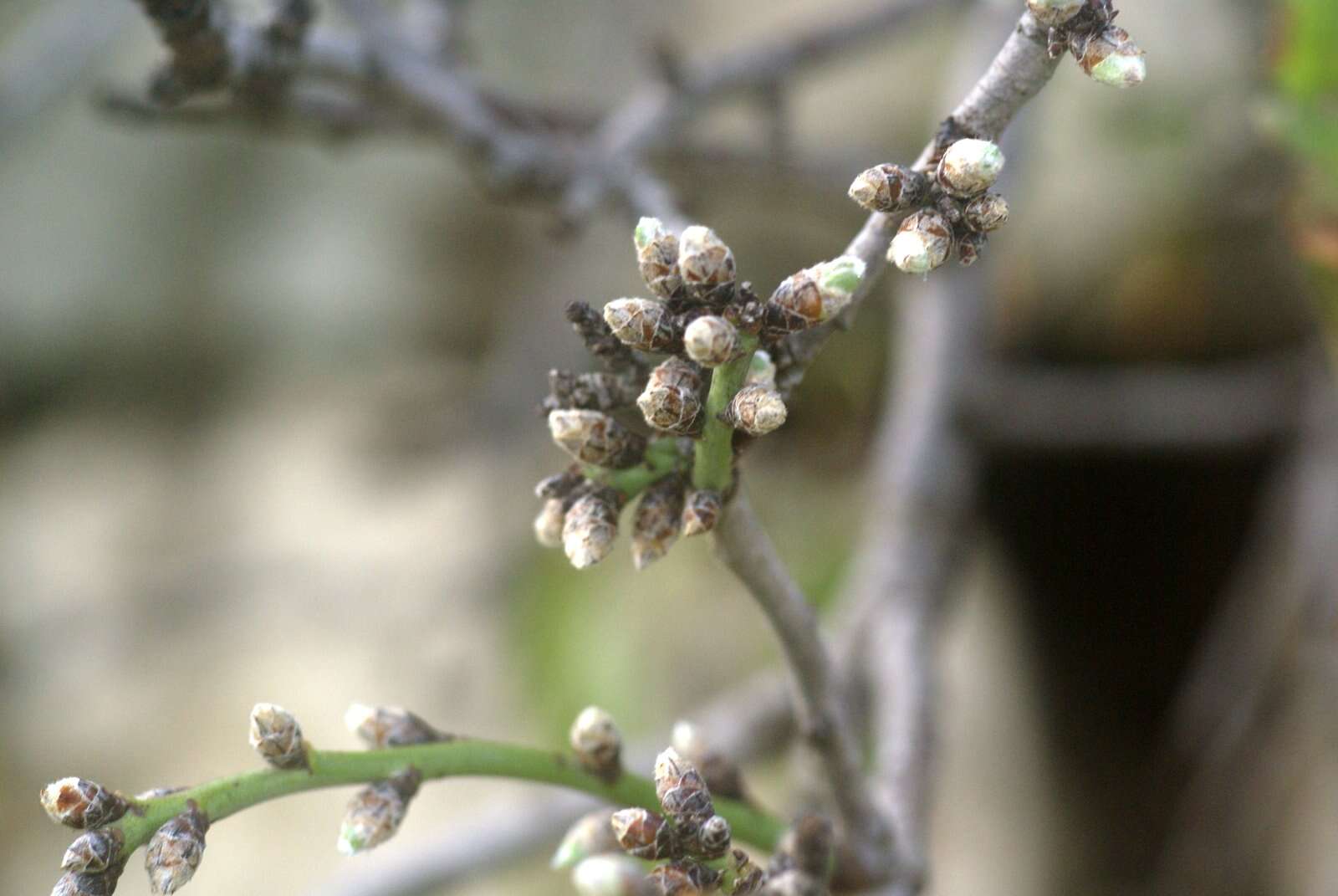 Imagem de Prunus