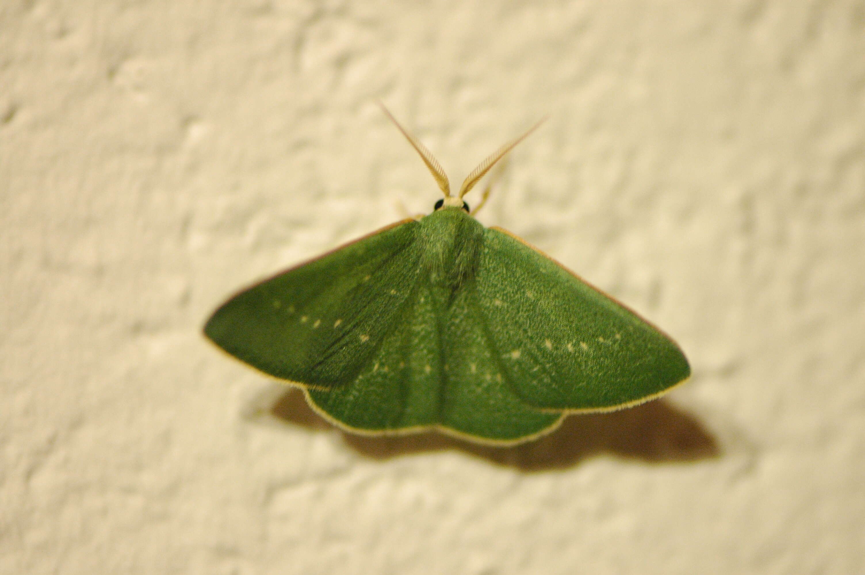 Image of Lepidoptera