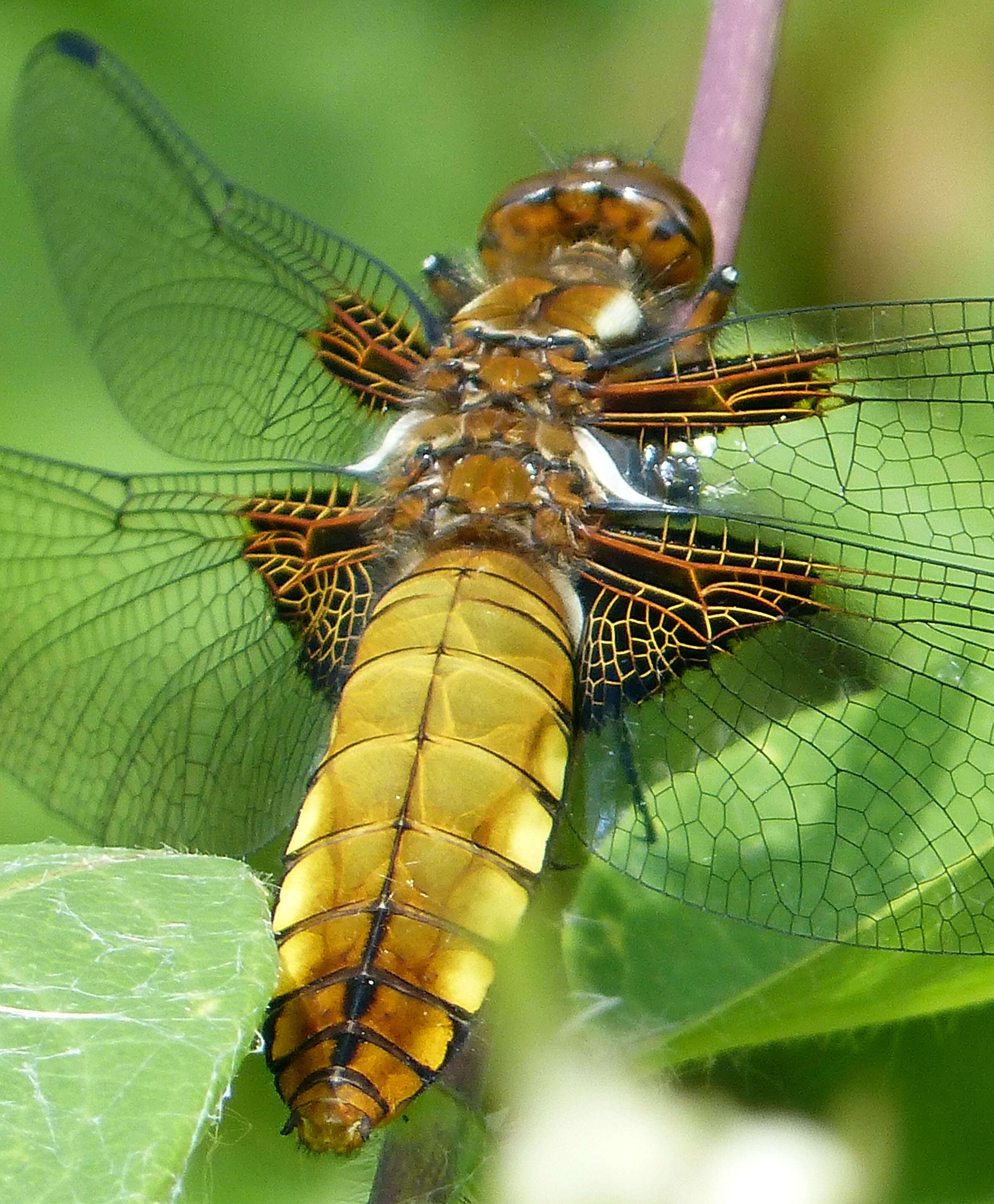 Image of Broad-bodied chaser