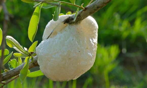 Image of Grey Foam-nest Treefrog