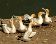 Image of Australasian Gannet