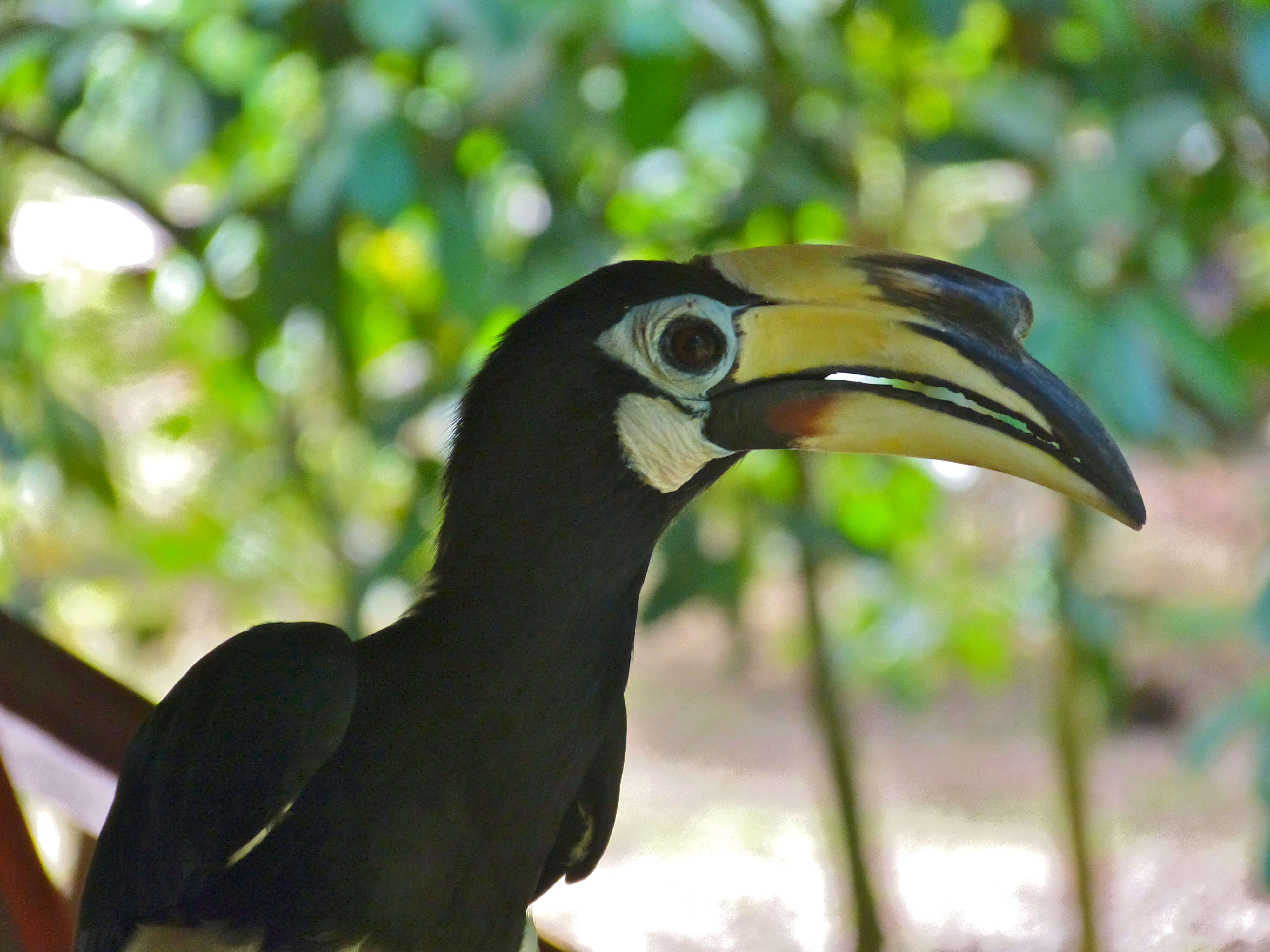 Image of Oriental Pied Hornbill