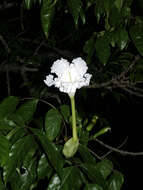 Image de Dolichandrone spathacea (L. fil.) K. Schum.