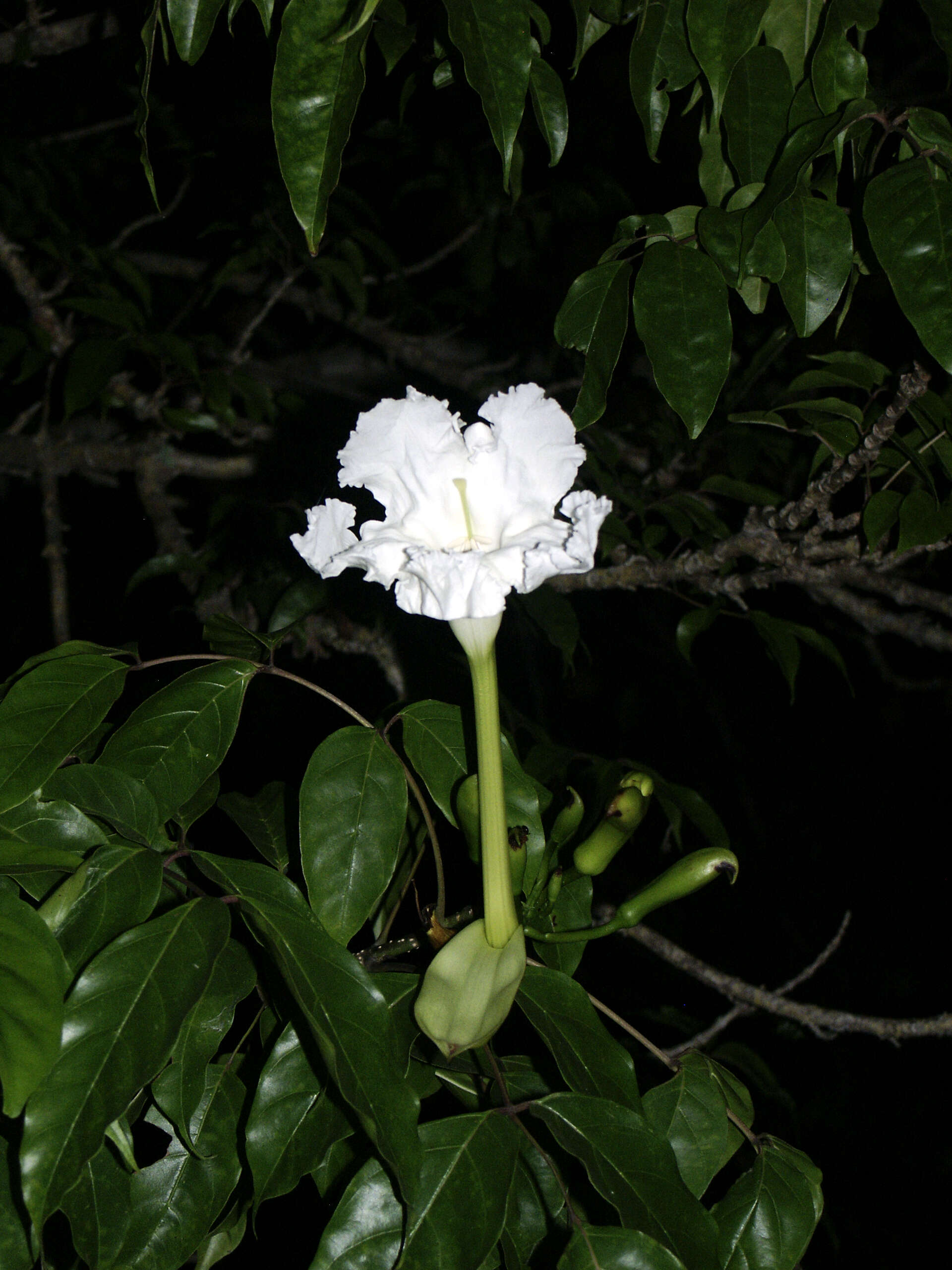 Image de Dolichandrone spathacea (L. fil.) K. Schum.