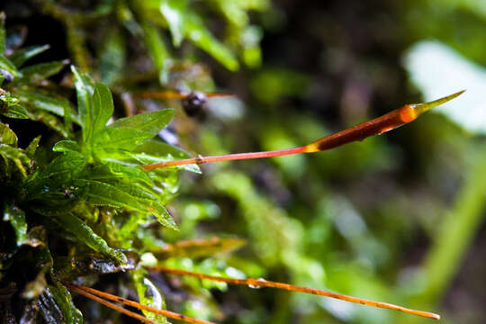 Image of Selwyn's atrichum moss