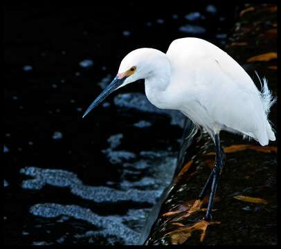 Image of Snowy Egret