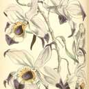 Image of Dendrobium falconeri Hook.