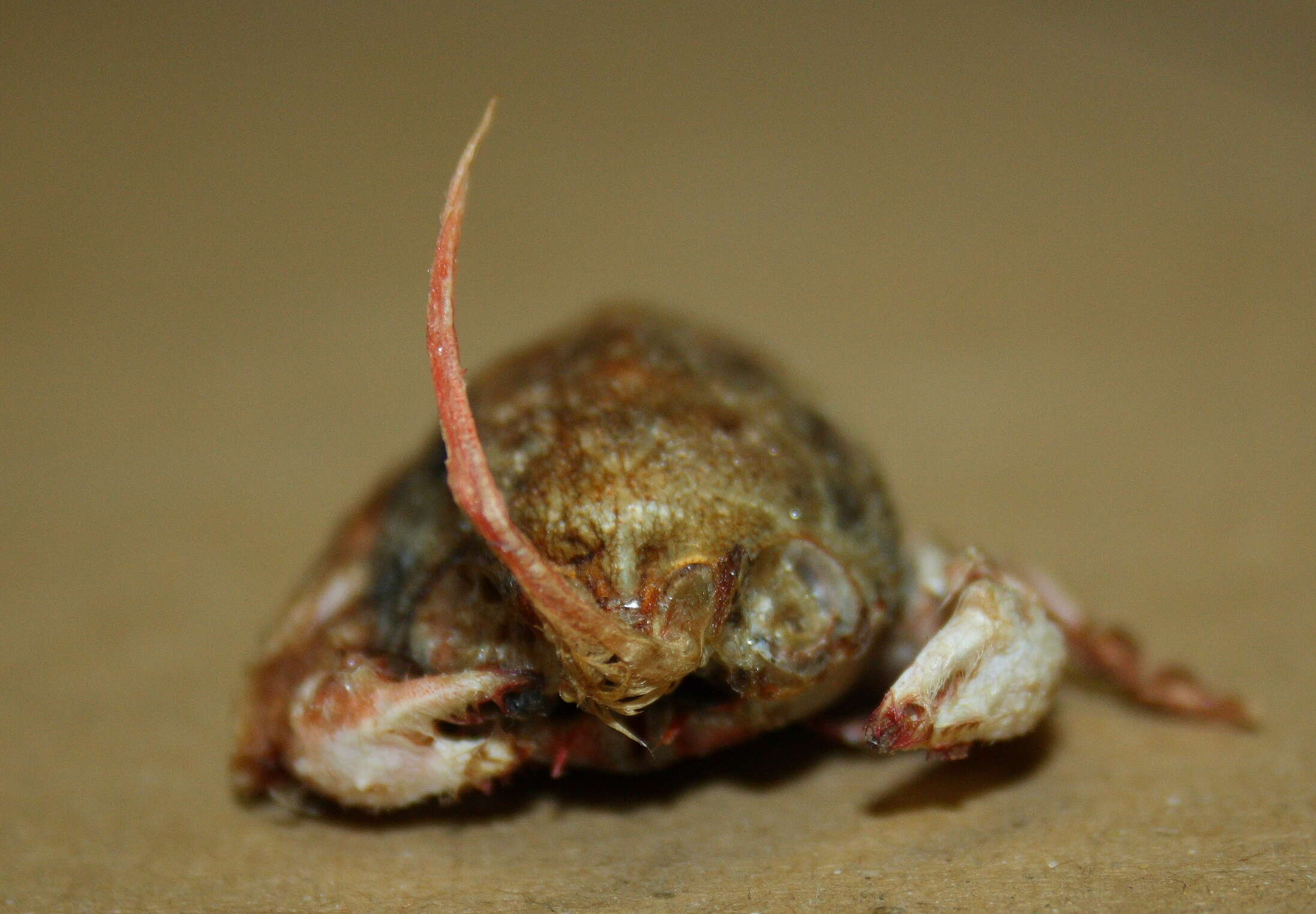 Image of masked crabs