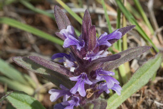 Слика од Ajuga australis R. Br.