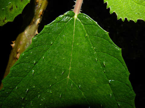 Слика од Urera baccifera (L.) Gaud.