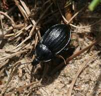 Image of Silpha (Phosphuga) atrata Linnaeus 1758