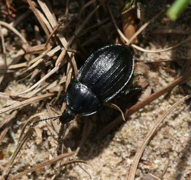 Silpha (Phosphuga) atrata Linnaeus 1758 resmi