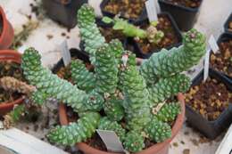 Sivun Euphorbia ritchiei (P. R. O. Bally) Bruyns kuva