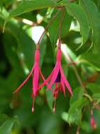 Image of Fuchsia regia (Vand. ex Vell.) Munz