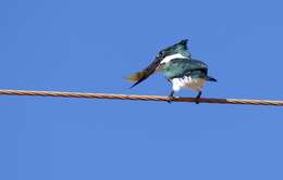 Image of American green kingfisher