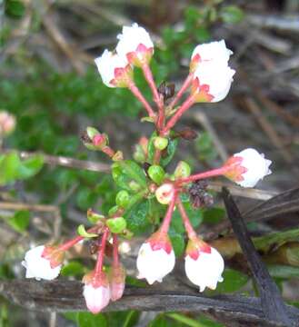 Image de Vaccinium myrsinites Lam.