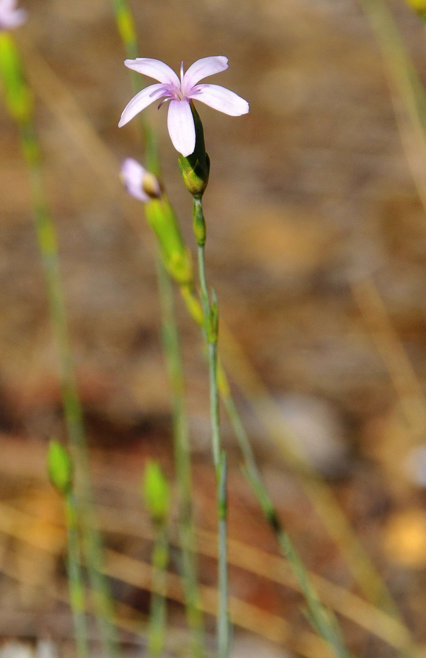 Image of Dianthus pungens subsp. hispanicus (Asso) O. Bolos & Vigo