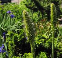 Image of Foxtail Lily