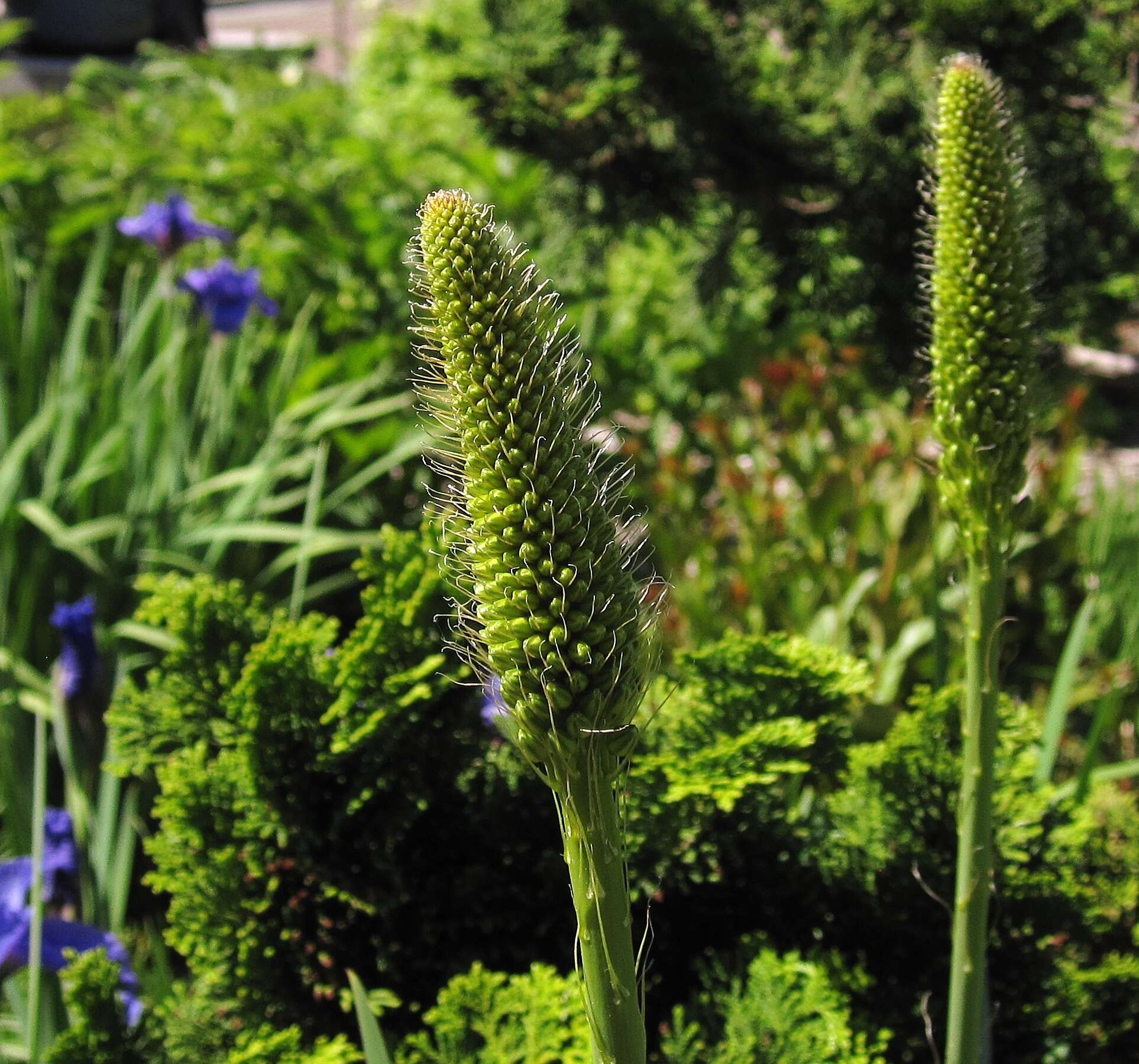 Plancia ëd Eremurus stenophyllus (Boiss. & Buhse) Baker