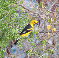 Image of New World orioles