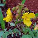 Image of Chamaecrista decumbens (Benth.) H. S. Irwin & Barneby