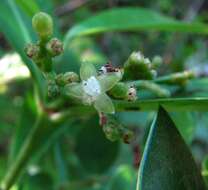 Image of Psychotria mariana Bartl. ex DC.