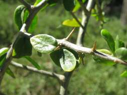 Image of African boxthorn