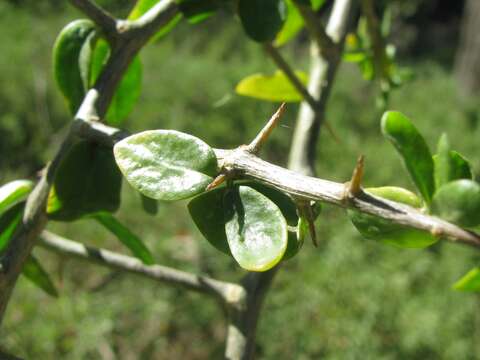 Image of African boxthorn