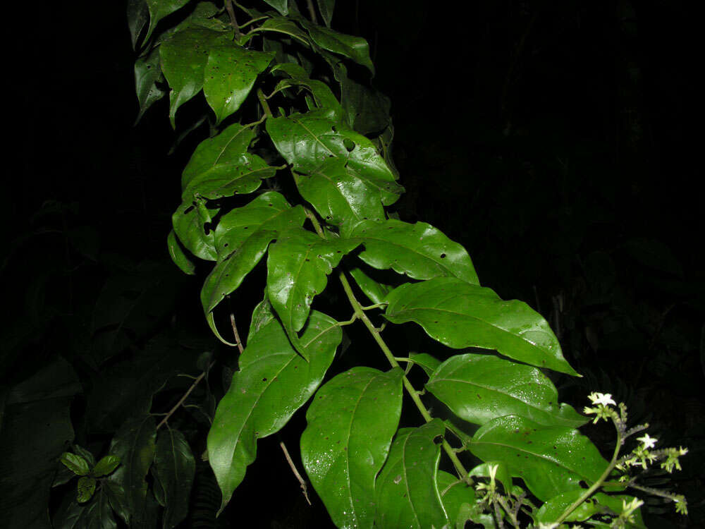 Imagem de Tournefortia glabra L.