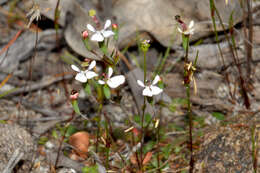 Sivun Stylidium obtusatum var. rubricalyx (R. Erickson & J. H. Willis) Carlq. kuva