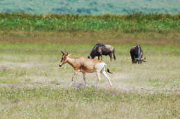 Image of Hartebeest