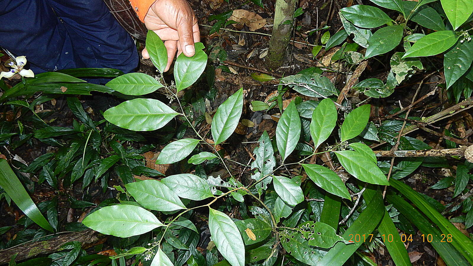 Image of Solanum bahianum S. Knapp