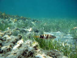 Image of Dwarf sea bass