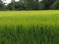 Image of rice