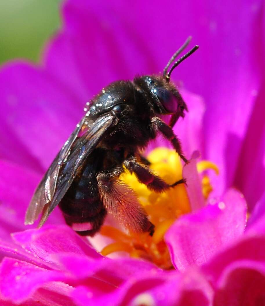 Imagem de Melissodes bimaculatus (Lepeletier 1825)