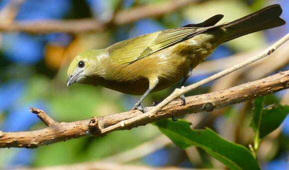 Image of Palm Tanager