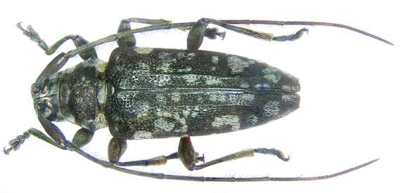 Image of Philicus