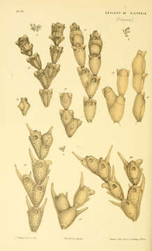 Image of Catenicella fusca MacGillivray 1884