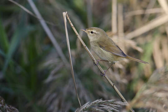 Image of Japanese Bush Warbler