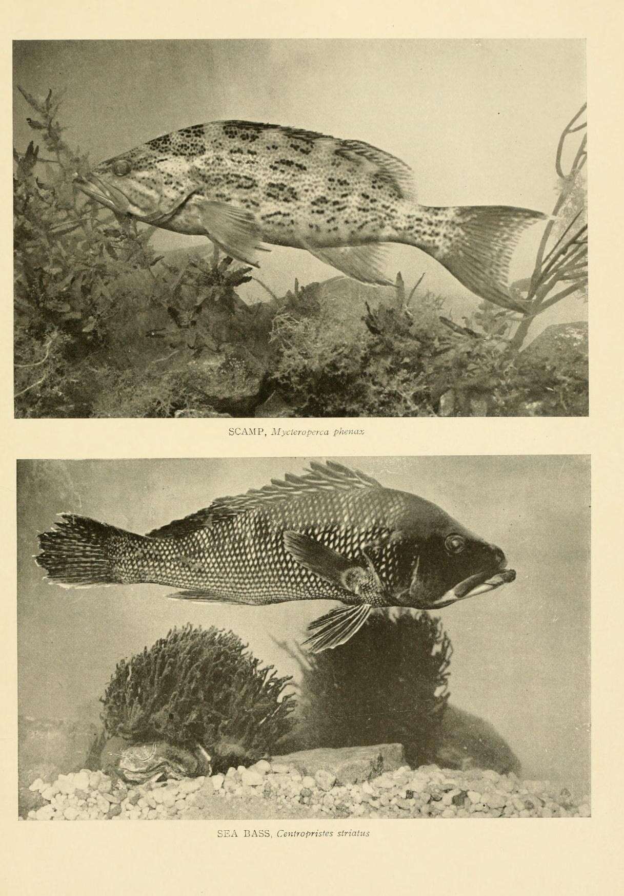 Image of Scamp Grouper