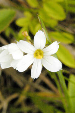 Image of white blue-eyed grass